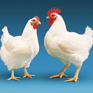 RGD Products - Broiler Chicken